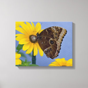 Buckeye Butterfly auf Yellow Daisy Leinwanddruck