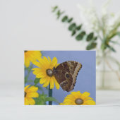 Buckeye Butterfly auf Yellow Daisy Postkarte (Stehend Vorderseite)