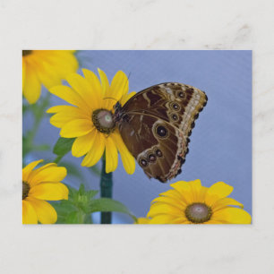 Buckeye Butterfly auf Yellow Daisy Postkarte