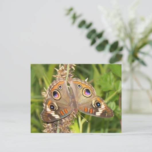 Buckeye Butterfly Postkarte (Stehend Vorderseite)