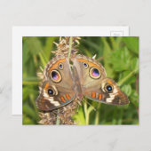 Buckeye Butterfly Postkarte (Vorne/Hinten)