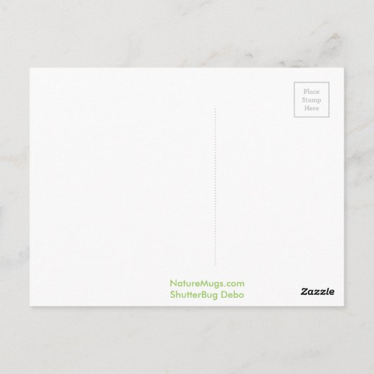 Buckeye Butterfly Postkarte (Rückseite)