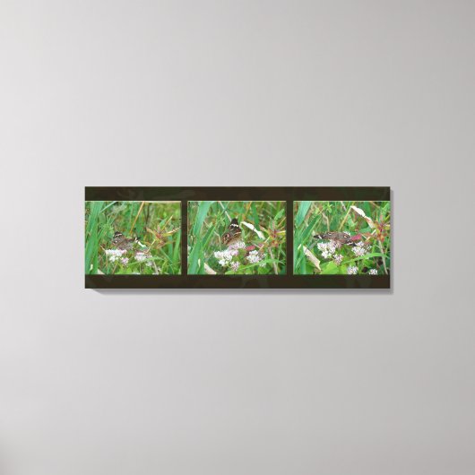 Buckeye Butterfly Triptych Leinwanddruck (Vorderseite)