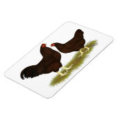 Buckeye Chickens Magnet (Linke Seite)