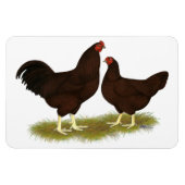 Buckeye Chickens Magnet (Horizontal)