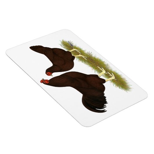 Buckeye Chickens Magnet (Rechte Seite)