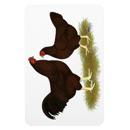 Buckeye Chickens Magnet (Vertikal)