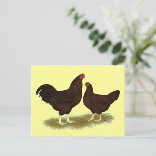 Buckeye Chickens Postkarte (Stehend Vorderseite)