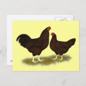 Buckeye Chickens Postkarte (Vorne/Hinten)