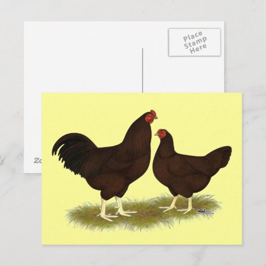 Buckeye Chickens Postkarte (Vorne/Hinten)