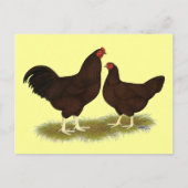 Buckeye Chickens Postkarte (Vorderseite)