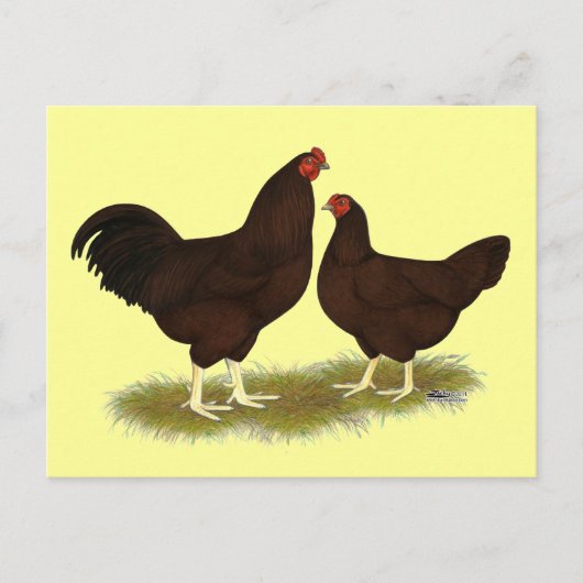 Buckeye Chickens Postkarte (Vorderseite)
