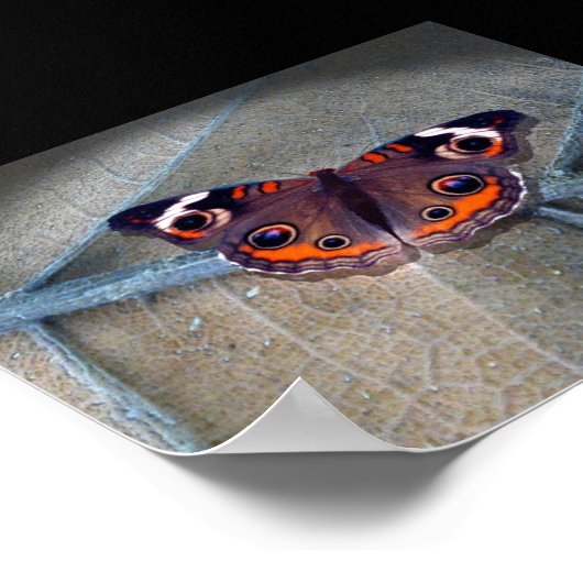 Buckeye Poster (Ecke)