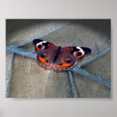 Buckeye Poster (Vorne)