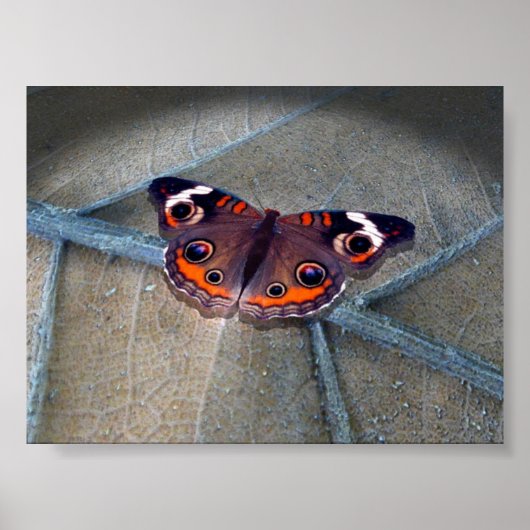 Buckeye Poster (Vorne)