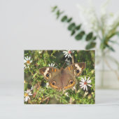 Buckeye Postkarte (Stehend Vorderseite)