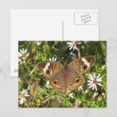 Buckeye Postkarte (Vorne/Hinten)