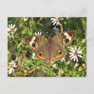 Buckeye Postkarte