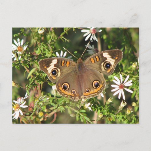 Buckeye Postkarte (Vorderseite)