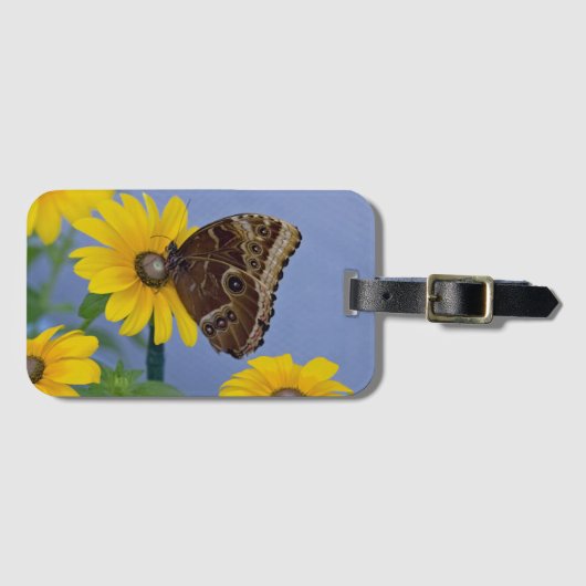 Buckeye-Schmetterling auf gelber Aster Gepäckanhänger (Vorderseite (Horizontal))