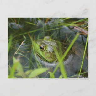 Buckfield Frosch Postkarte