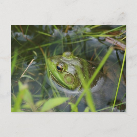 Buckfield Frosch Postkarte (Vorderseite)