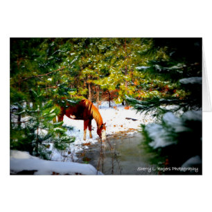 ~Buckie auf Rogers-Hobby Farm~