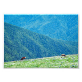 Bucks an den Bergen Fotodruck