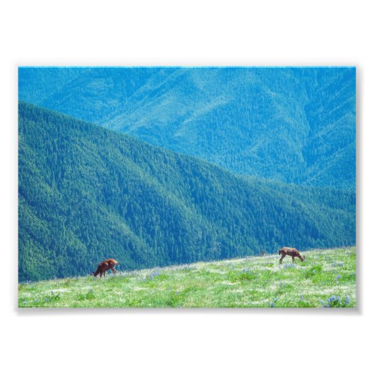 Bucks an den Bergen Fotodruck (Vorne)