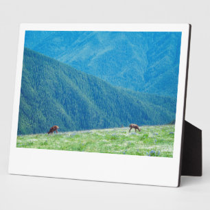 Bucks an den Bergen Fotoplatte