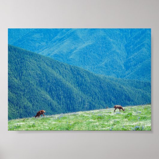 Bucks an den Bergen Poster (Vorne)