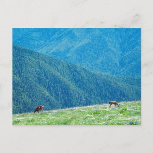 Bucks an den Bergen Postkarte (Vorderseite)