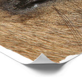 Buckskin Auge Poster (Ecke)