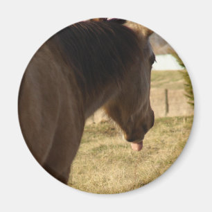 Buckskin hält seine Zunge heraus Magnet