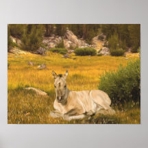Buckskin Horse Foal Portrait