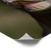 Buckskin Lusitano Stallion Flehmen Headshot Poster (Ecke)