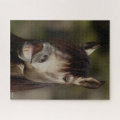 Buckskin Lusitano Stallion Flehmen Headshot Puzzle (Horizontal)