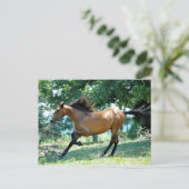 Buckskin Morgan Horse Postkarte (Stehend Vorderseite)