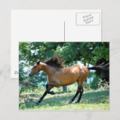Buckskin Morgan Horse Postkarte (Vorne/Hinten)