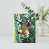 Buckskin Morgan Horse Postkarte (Stehend Vorderseite)