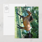 Buckskin Morgan Horse Postkarte (Vorne/Hinten)