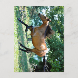 Buckskin Morgan Horse Postkarte