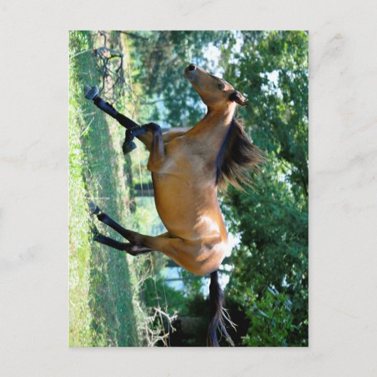 Buckskin Morgan Horse Postkarte (Vorderseite)