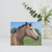 Buckskin Mustang Postcard Postkarte (Stehend Vorderseite)