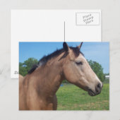 Buckskin Mustang Postcard Postkarte (Vorne/Hinten)