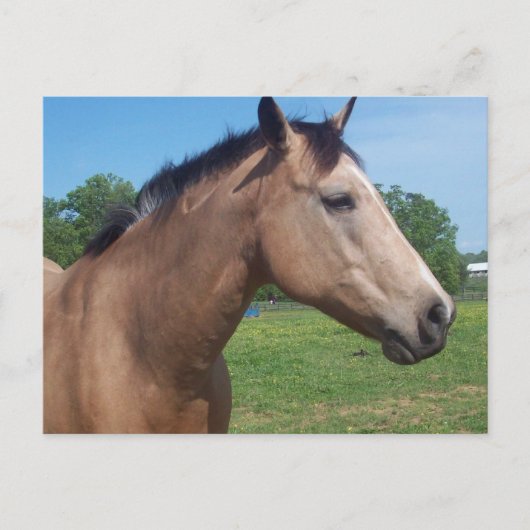 Buckskin Mustang Postcard Postkarte (Vorderseite)