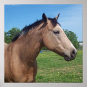 Buckskin Mustang Poster (Vorne)