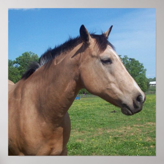 Buckskin Mustang Poster (Vorne)