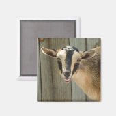 Buckskin Nigerian Zwarf Milchziege Kind Magnet (Vorderseite/Rückseite)