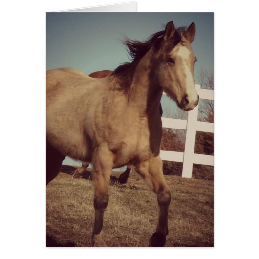 Buckskin Pferdtrots (Vorne)